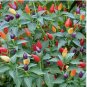 20 FIRE CRACKER PEPPER SEEDS  NON-GMO