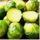 Long Island Brussels | NON-GMO Sprouts Seeds | Fresh Heirloom Garden Seeds 250 Seeds