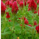100 Crimson Clover Cover Crop Seeds | NON-GMO Cover Crop Seeds Heirloom Garden Seeds