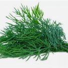 BOUQUET DILL SEEDS  NON GMO 250  Seeds