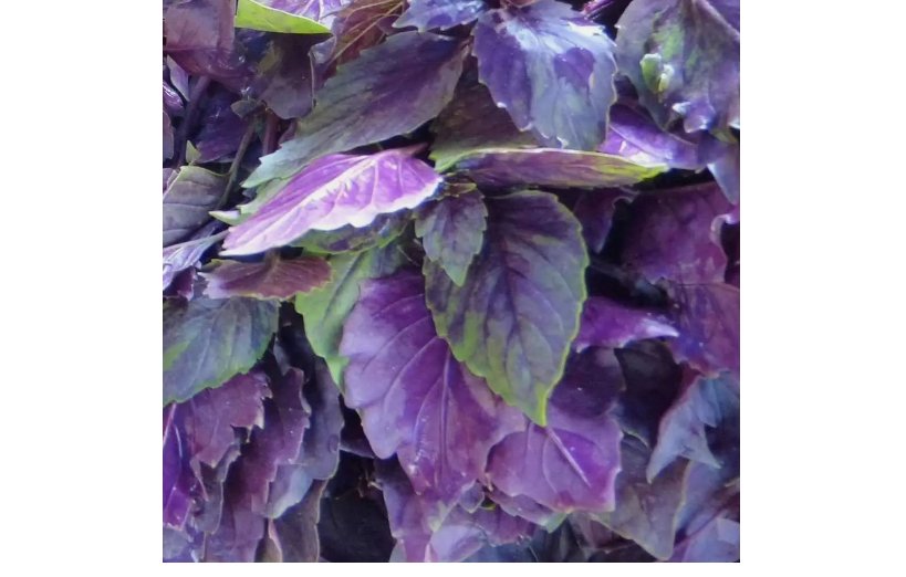 250 Dark Opal Basil Seeds, NON-GMO, Purple Basil