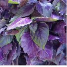 250 Dark Opal Basil Seeds, NON-GMO, Purple Basil