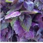 250 Dark Opal Basil Seeds, NON-GMO, Purple Basil