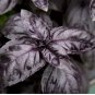 250 Dark Opal Basil Seeds, NON-GMO, Purple Basil