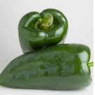 30 Poblano Pepper Seeds | Heirloom / Non-GMO