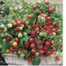30 Tiny Tim Tomato Seeds | Heirloom / Non-GMO 30 Tiny Tim Tomato Seeds | Heirloom / Non-GMO