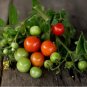 30 Tiny Tim Tomato Seeds | Heirloom / Non-GMO