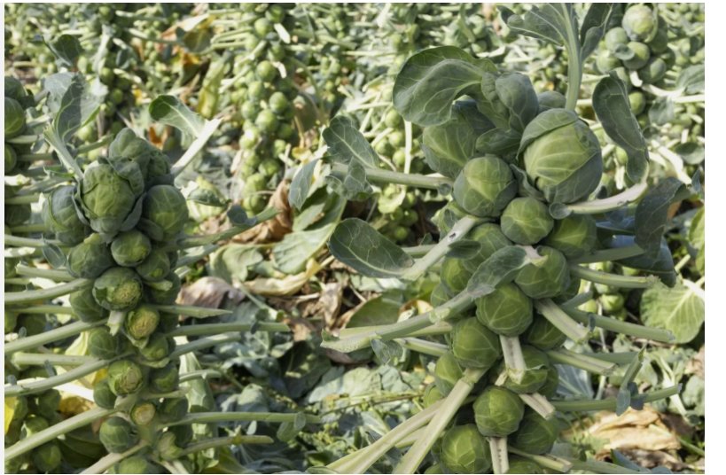 1000 Long Island Improved Brussels Sprouts Seeds, NON-GMO, Heavy Yields