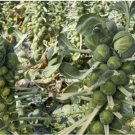 1000 Long Island Improved Brussels Sprouts Seeds, NON-GMO, Heavy Yields