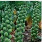 1000 Long Island Improved Brussels Sprouts Seeds, NON-GMO, Heavy Yields