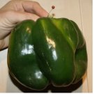 EMERALD GIANT BELL PEPPER SEEDS 30+  SWEET - NON GMO - HEIRLOOM - ORGANIC