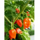 250 Habanero Pepper Seeds, SUPER HOT PEPPER!, NON-GMO