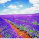 1200+ LAVENDER VERA SEEDS SPRING MOSQUITO INSECT REPELLENT PERENNIAL NON-GMO USA 1200 Seeds
