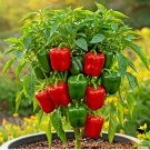300+ CALIFORNIA WONDER BELL PEPPER MIX SEEDS GARDEN VEGETABLE HEIRLOOM NON-GMO