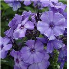 100 Beauty Blue Phlox Seeds | Non-GMO