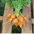 600 Parisian Carrot Seeds | Heirloom / Non-GMO
