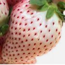 WHITE WONDER STRAWBERRY SEEDS 200 SPRING PERENNIAL HEIRLOOM NON-GMO FRUIT USA