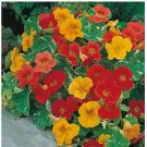 25 Alaska Mix Nasturtium Seeds | Non-GMO