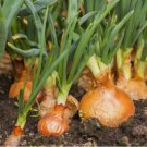 YELLOW SPANISH SWEET ONION SEEDS  NON-GMO 200 Seeds