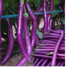 Long Purple Eggplant Seeds - Heirloom Variety, Non-GMO Vegetable Seed 350pcs