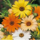 200 African Daisy Seeds | Heirloom / Non-GMO