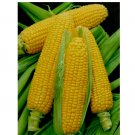 50 Golden Bantam Sweet Corn Seeds, NON-GMO, ORGANIC, HEIRLOOM