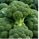 BROCCOLI WALTHAM SEEDS HEIRLOOM VEGETABLE GARDEN NON-GMO 1200+ Seeds