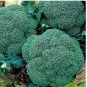 BROCCOLI WALTHAM SEEDS HEIRLOOM VEGETABLE GARDEN NON-GMO 1200+ Seeds