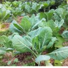 Georgia Collard Green Seeds Non-GMO Heirloom,USA Seller 4000+ Seeds