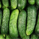 250 National Pickling Cucumber Seeds, Pickles, Gherkins, NPPA, NON-GMO