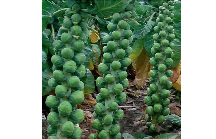 1000 Long Island Improved Brussels Sprouts Seeds, NON-GMO, Heavy Yields