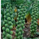 1000 Long Island Improved Brussels Sprouts Seeds, NON-GMO, Heavy Yields