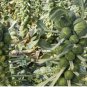 1000 Long Island Improved Brussels Sprouts Seeds, NON-GMO, Heavy Yields