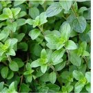 Italian Oregano Seeds Heirloom / Non-GMO  2,000 Seeds