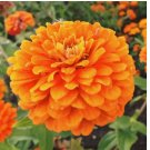 100 Orange King Zinnia Seeds | Non-GMO