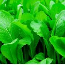 500 Florida Broadleaf Mustard Seeds | NON-GMO Mustard Seeds | Heirloom Garden Seeds