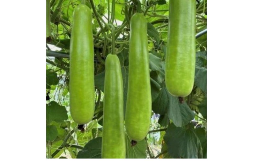 Long Bottle Gourd Seeds - Non-GMO Calabash Gourd Seeds for Planting 35pcs