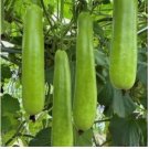 Long Bottle Gourd Seeds - Non-GMO Calabash Gourd Seeds for Planting 35pcs