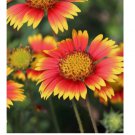 INDIAN BLANKET FLOWER SEEDS | HEIRLOOM NON-GMO HUMMINGBIRD BEE MAGNET 600+ Seeds