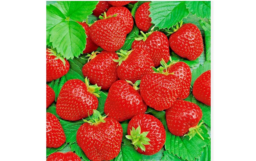 ALI BABA STRAWBERRY SEEDS SPRING PERENNIAL HEIRLOOM NON-GMO FRUIT USA 200  Seeds