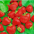 ALI BABA STRAWBERRY SEEDS SPRING PERENNIAL HEIRLOOM NON-GMO FRUIT USA 200  Seeds
