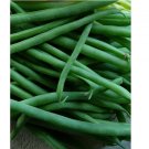 40 Jade Bush Green Bean Seeds, Stringless, NON-GMO