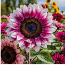 Strawberry Blonde Hybrid Sunflower Seeds - Non-GMO Heirloom 50pcs