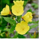 1000 Yellow Common Evening Primrose Seeds | Non-GMO | Flower Seeds