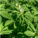 100  Fenugreek Seeds | NON-GMO | Heirloom | Fresh Garden Seeds- USA