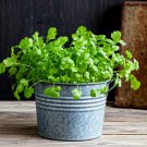 CILANTRO SEEDS | HEIRLOOM NON-GMO  SPICE PEST REPELLENT 700+ Seeds