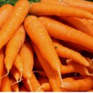 1000+ TENDERSWEET CARROT SEEDS SPRING vegetable GARDEN Non-gmo