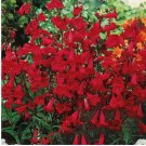 Penstemon EATON'S 200 Seeds Red Hummingbird Perennial Beardtongue USA Non-GMO