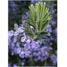 200 Rosemary Seeds, NON-GMO, Heirloom