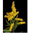 OLD FIELD GOLDENROD 250 SEEDS NON GMO HEIRLOOM